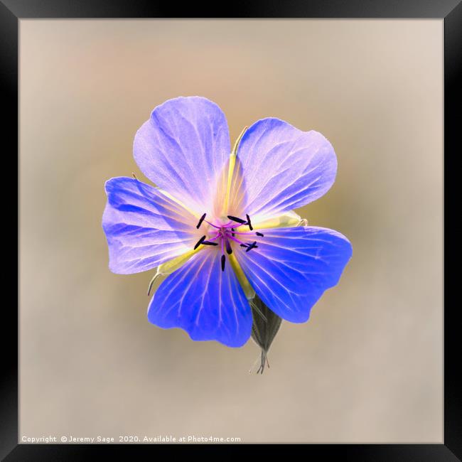 Enchanting Blooms of the Wild Geranium Framed Print by Jeremy Sage