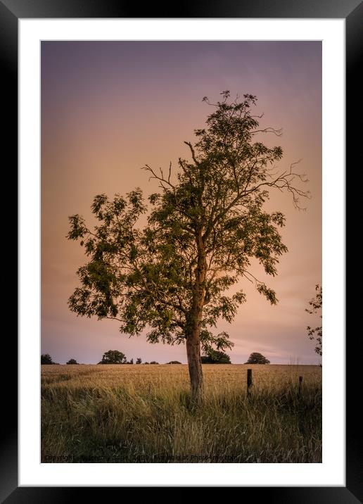 The Majestic Evening Tree Framed Mounted Print by Jeremy Sage