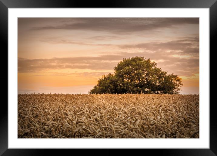 The wheat field Framed Mounted Print by Jeremy Sage