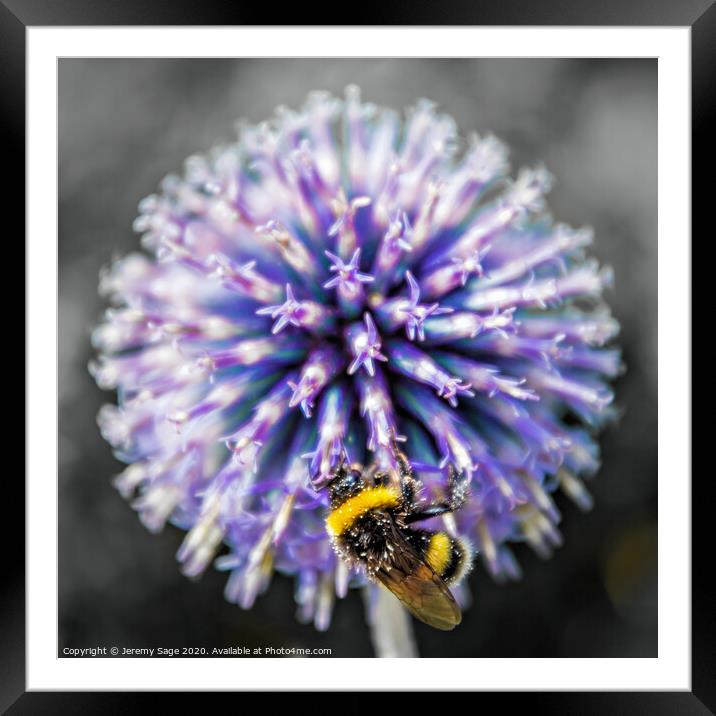 The Majestic Dance of a Bee Framed Mounted Print by Jeremy Sage
