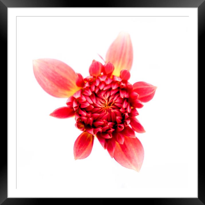 Bursting with Life Dahlia Framed Mounted Print by Jeremy Sage