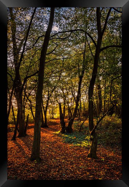 Golden forest Framed Print by Jeremy Sage