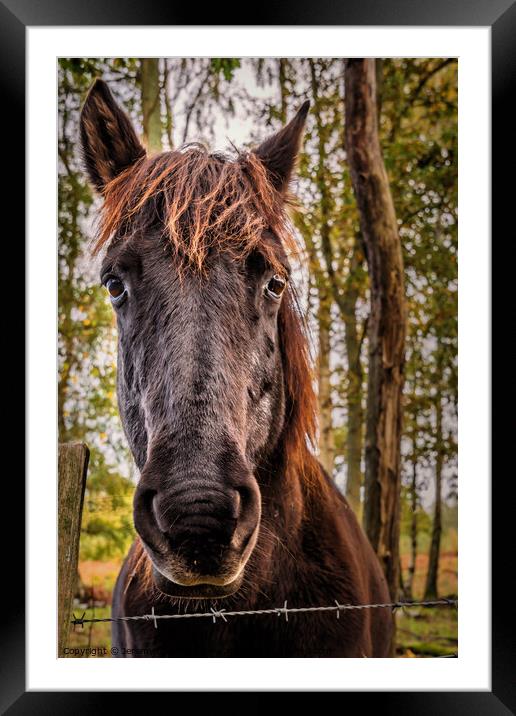 Friendly Horse Framed Mounted Print by Jeremy Sage