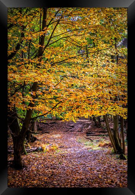 The Vibrant Autumnal Forest Framed Print by Jeremy Sage