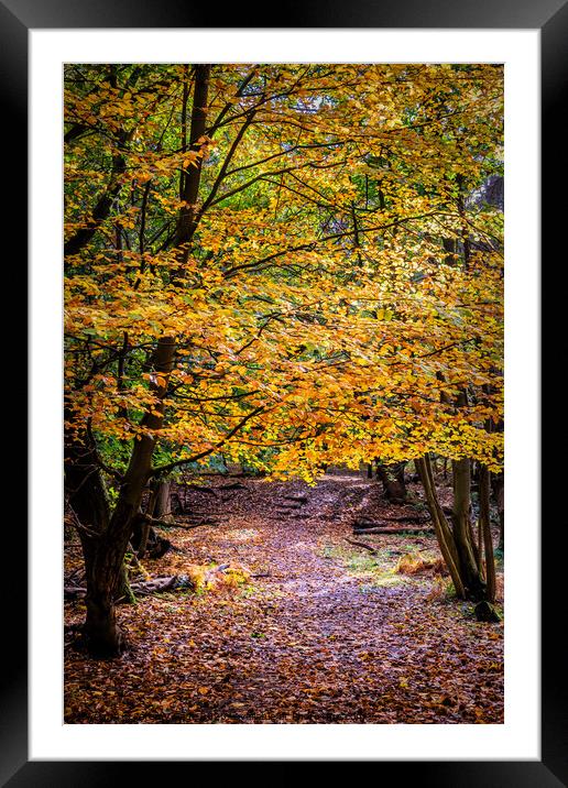 The Vibrant Autumnal Forest Framed Mounted Print by Jeremy Sage