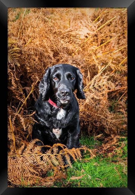 Black Cocker Spaniel in Autumn Bracken Framed Print by Jeremy Sage