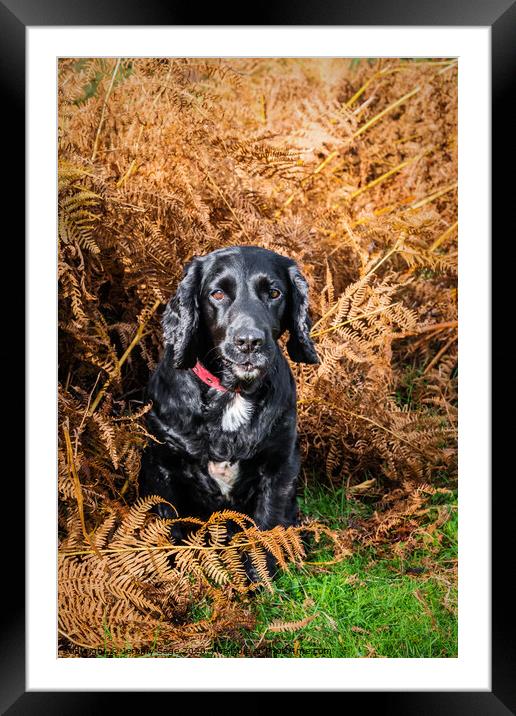 Black Cocker Spaniel in Autumn Bracken Framed Mounted Print by Jeremy Sage