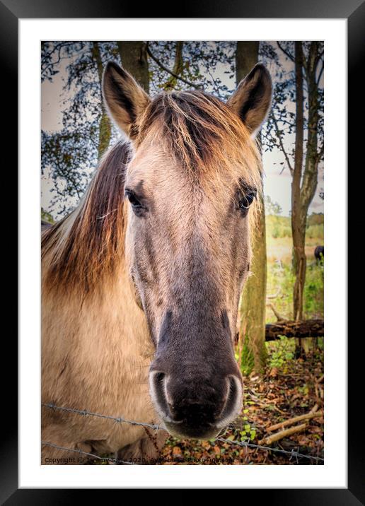 Konik horse Framed Mounted Print by Jeremy Sage