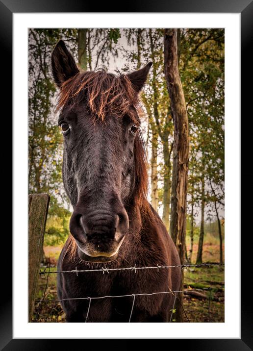 Beautiful Konik Pony Framed Mounted Print by Jeremy Sage