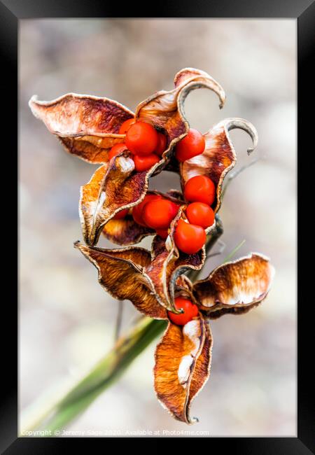 Scarlet Seeded Winter Berries Framed Print by Jeremy Sage