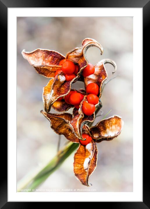 Scarlet Seeded Winter Berries Framed Mounted Print by Jeremy Sage