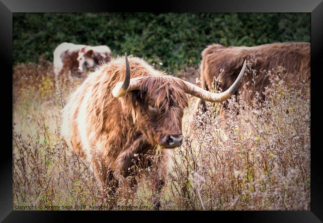 Majestic Highland Cattle Framed Print by Jeremy Sage