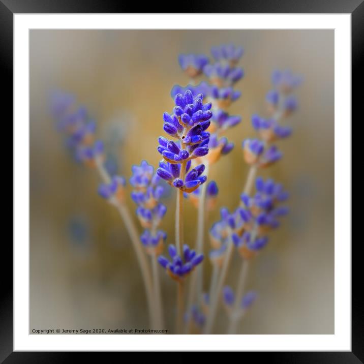 Aromatic Lavender in Kent Framed Mounted Print by Jeremy Sage