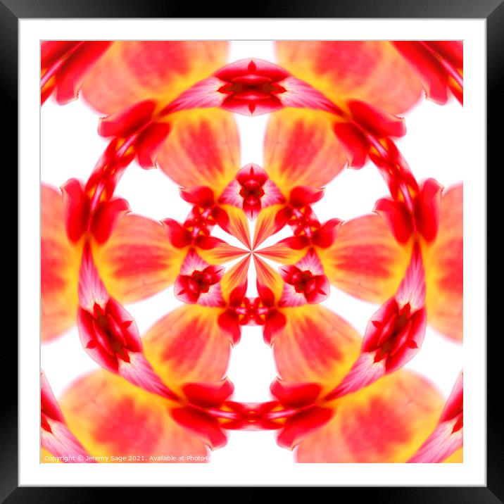 The Vibrant Radial Dahlia Framed Mounted Print by Jeremy Sage