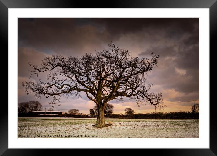 Majestic Winter Oak Tree in Rural Kent Framed Mounted Print by Jeremy Sage