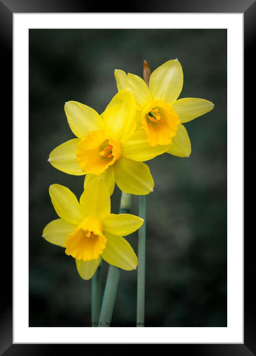 Miniature spring daffodils Framed Mounted Print by Jeremy Sage