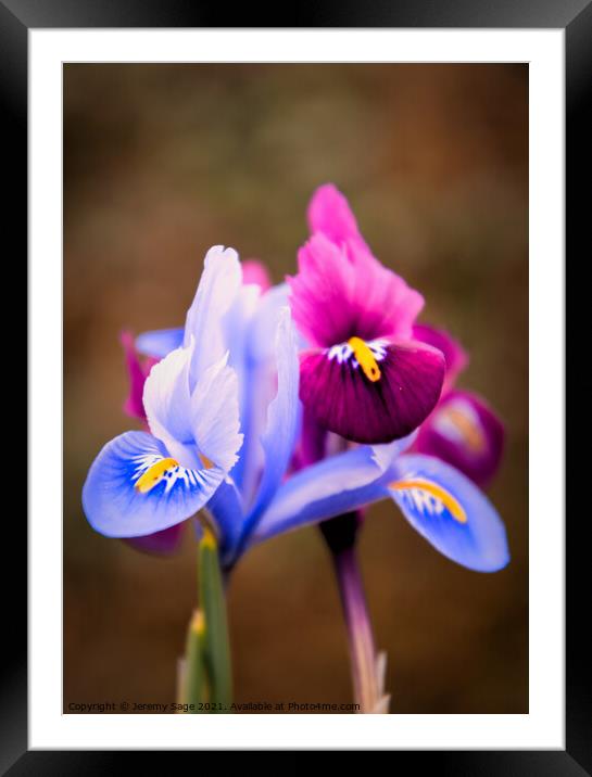 The Mythical Rainbow Iris Framed Mounted Print by Jeremy Sage