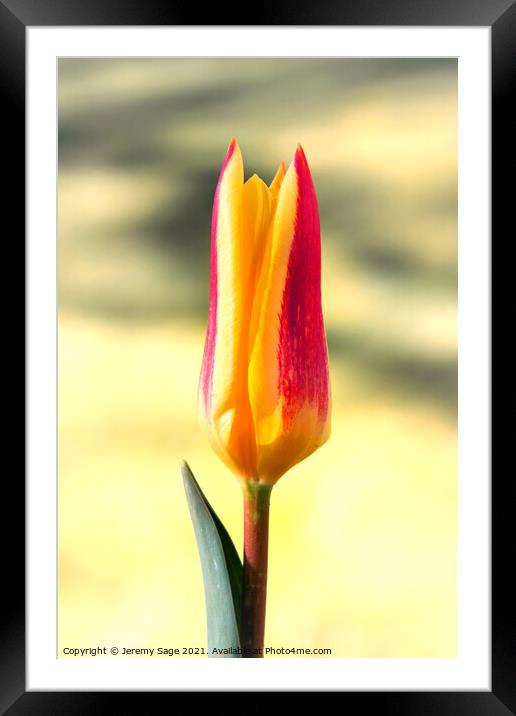 Tulip flower Framed Mounted Print by Jeremy Sage