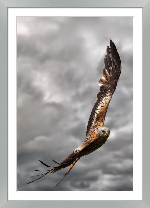 A Red Kite in flight Framed Mounted Print by Martin Lawrence