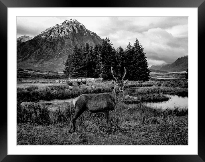 Deer at Glencoe in B&W Framed Mounted Print by phil pace
