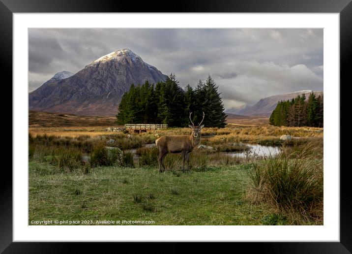 Deer at Glencoe Framed Mounted Print by phil pace