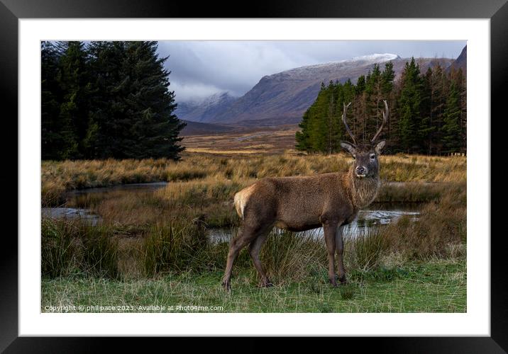Deer at Glencoe Framed Mounted Print by phil pace