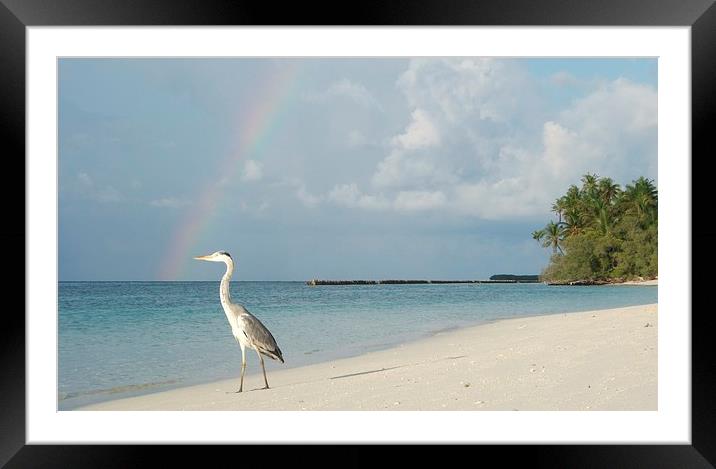 rainbow beak Framed Mounted Print by phil pace