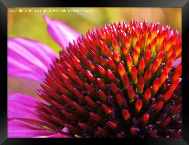 coneflower fingers Framed Print by phil pace