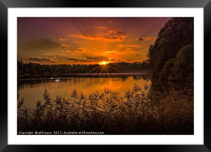 Swans at Sunrise Framed Mounted Print by phil pace