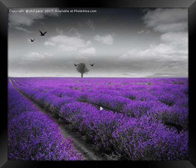 Lavender Fields Framed Print by phil pace