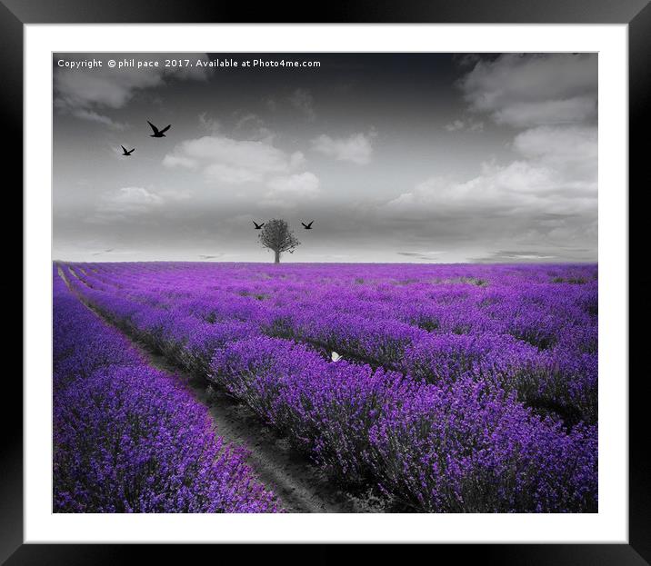 Lavender Fields Framed Mounted Print by phil pace