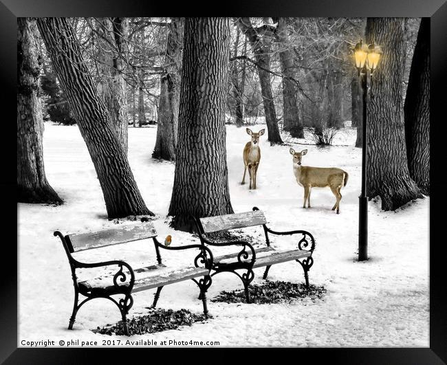 three`s a crowd Framed Print by phil pace