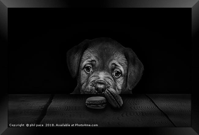 Dont Take The Biscuits Framed Print by phil pace