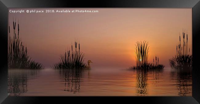 Through The Reeds Framed Print by phil pace