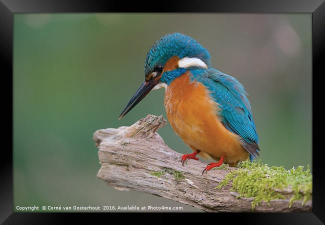 Kingfisher Framed Print by Corné van Oosterhout