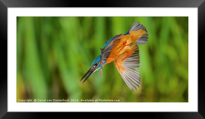 Diving kingfisher Framed Mounted Print by Corné van Oosterhout