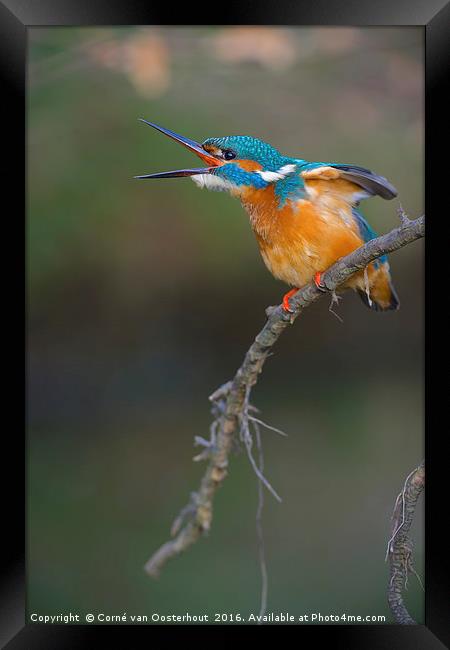 Common Kingfisher Framed Print by Corné van Oosterhout