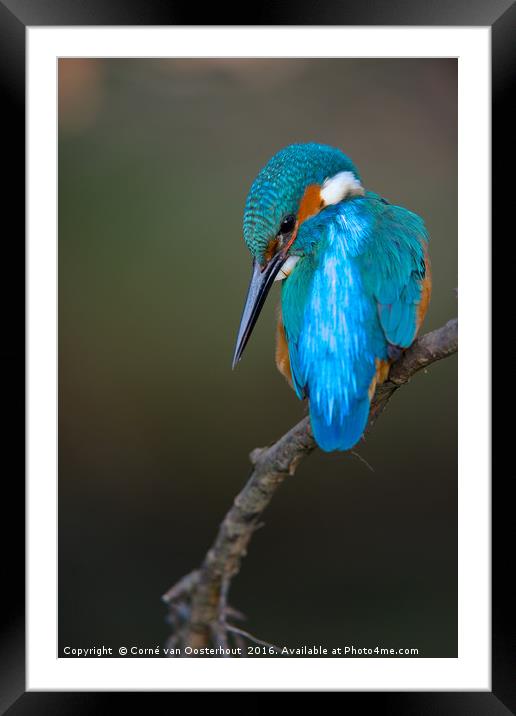 Jewel of the stream Framed Mounted Print by Corné van Oosterhout