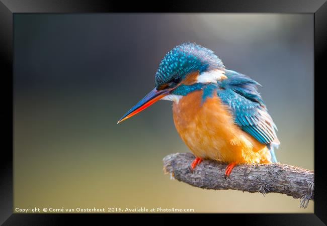 Common Kingfisher Framed Print by Corné van Oosterhout