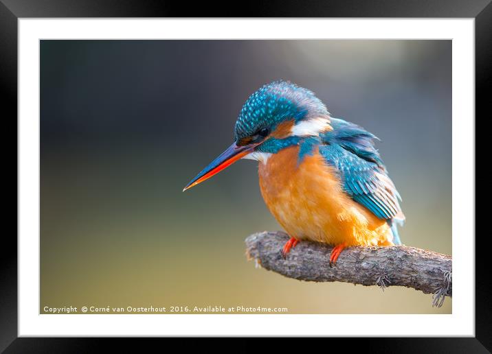 Common Kingfisher Framed Mounted Print by Corné van Oosterhout