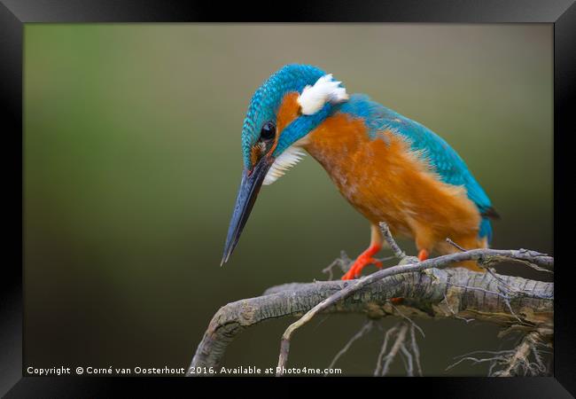 Common Kingfisher Framed Print by Corné van Oosterhout