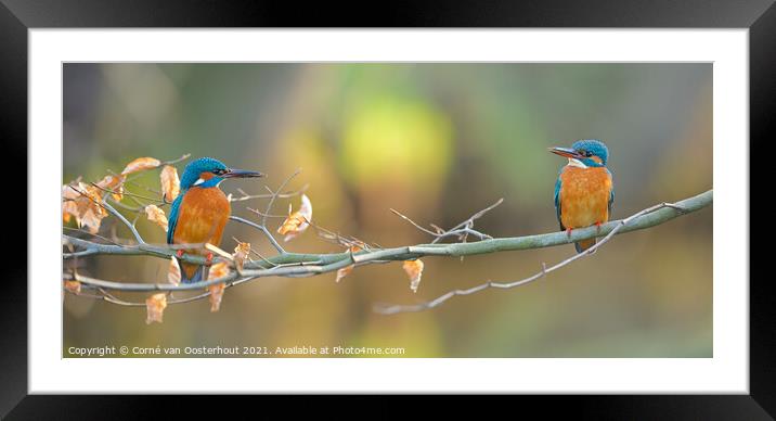 Kingfisher love Framed Mounted Print by Corné van Oosterhout