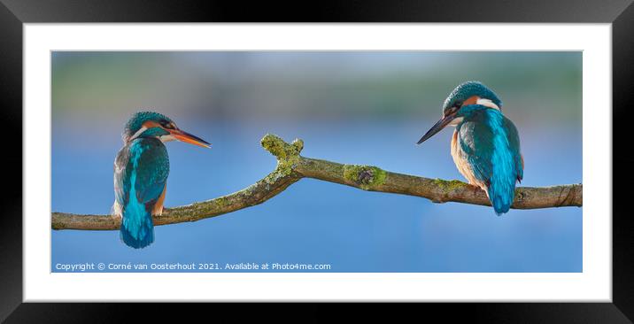 Kingfisher love Framed Mounted Print by Corné van Oosterhout