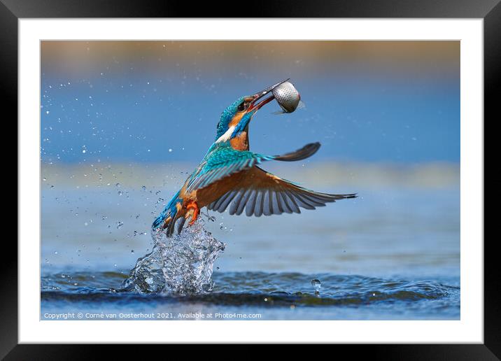 Kingfisher emerging from the water with a fish Framed Mounted Print by Corné van Oosterhout