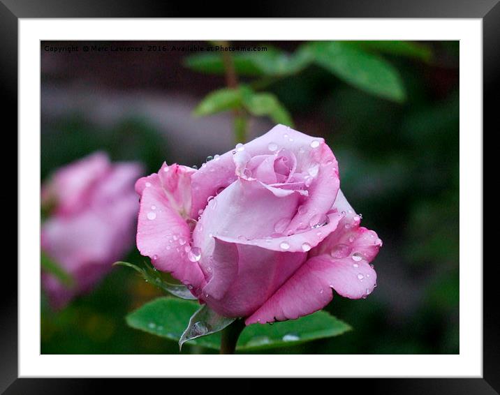 Purple rose Framed Mounted Print by Marc Lawrence