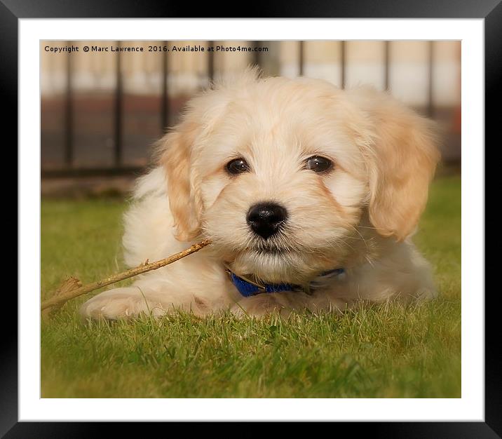 Puppy in the sun Framed Mounted Print by Marc Lawrence