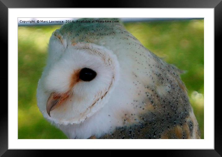 Barn Owl  Framed Mounted Print by Marc Lawrence