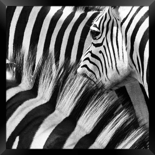 Zebra Close up Framed Print by Norman Ferguson