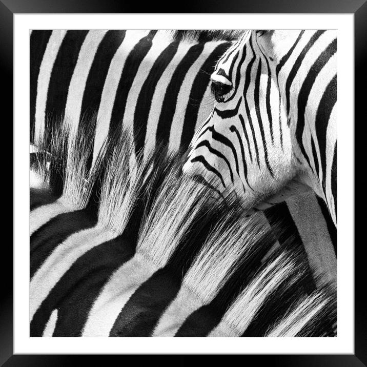Zebra Close up Framed Mounted Print by Norman Ferguson