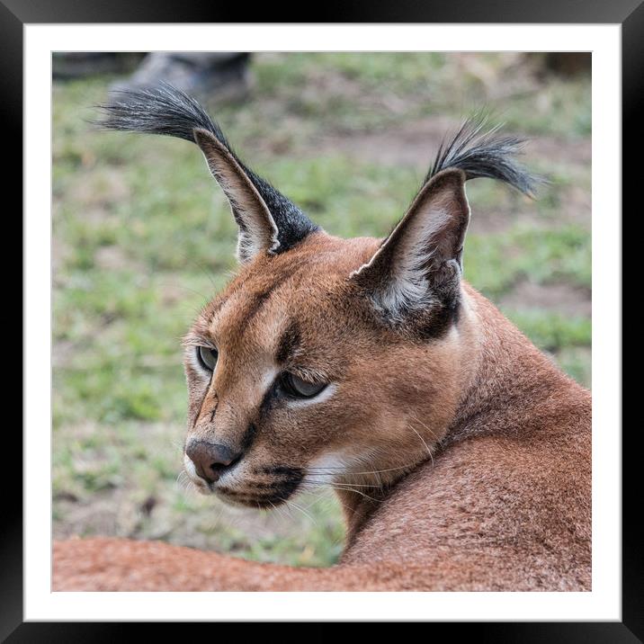 CARACAL CAT Framed Mounted Print by Norman Ferguson
